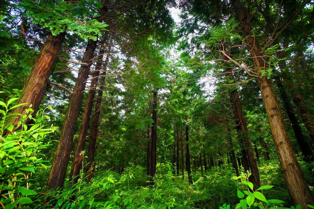 Jeju Ts Youth Hostel & Resort Согвипхо Экстерьер фото